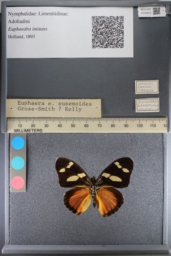 Media type: image;   Entomology 194812